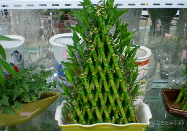 室内除甲醛植物有哪些 除甲醛最有效的植物