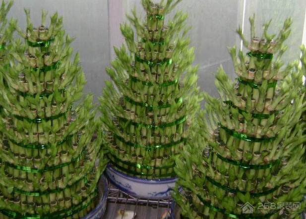 开运竹的养殖方法介绍,开运竹的特点详解
